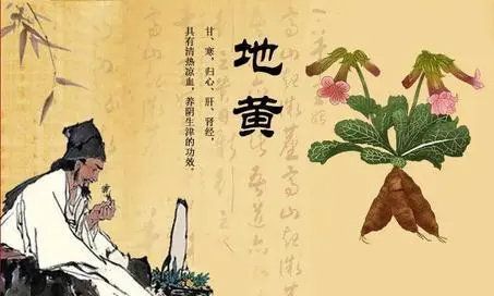 帶你走進(jìn)地黃的前世