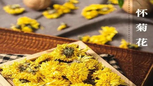 懷菊花的前世今生